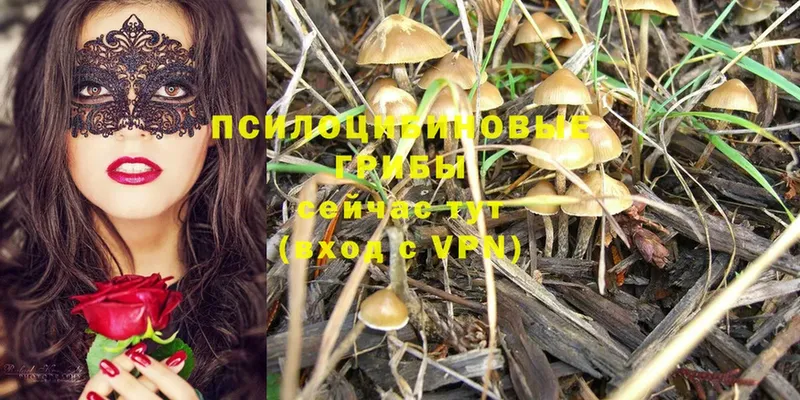 Галлюциногенные грибы Psilocybine cubensis  как найти закладки  Серпухов 